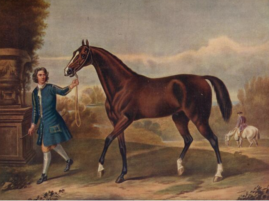 Illustrazione Darley cavallo arabo