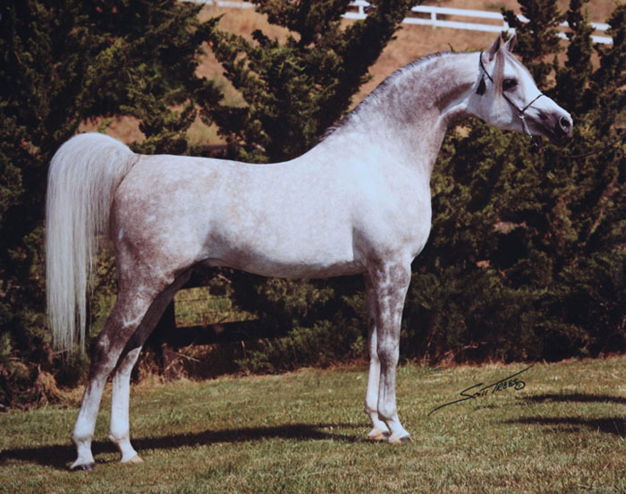 El-Shaklan-stallone arabo
