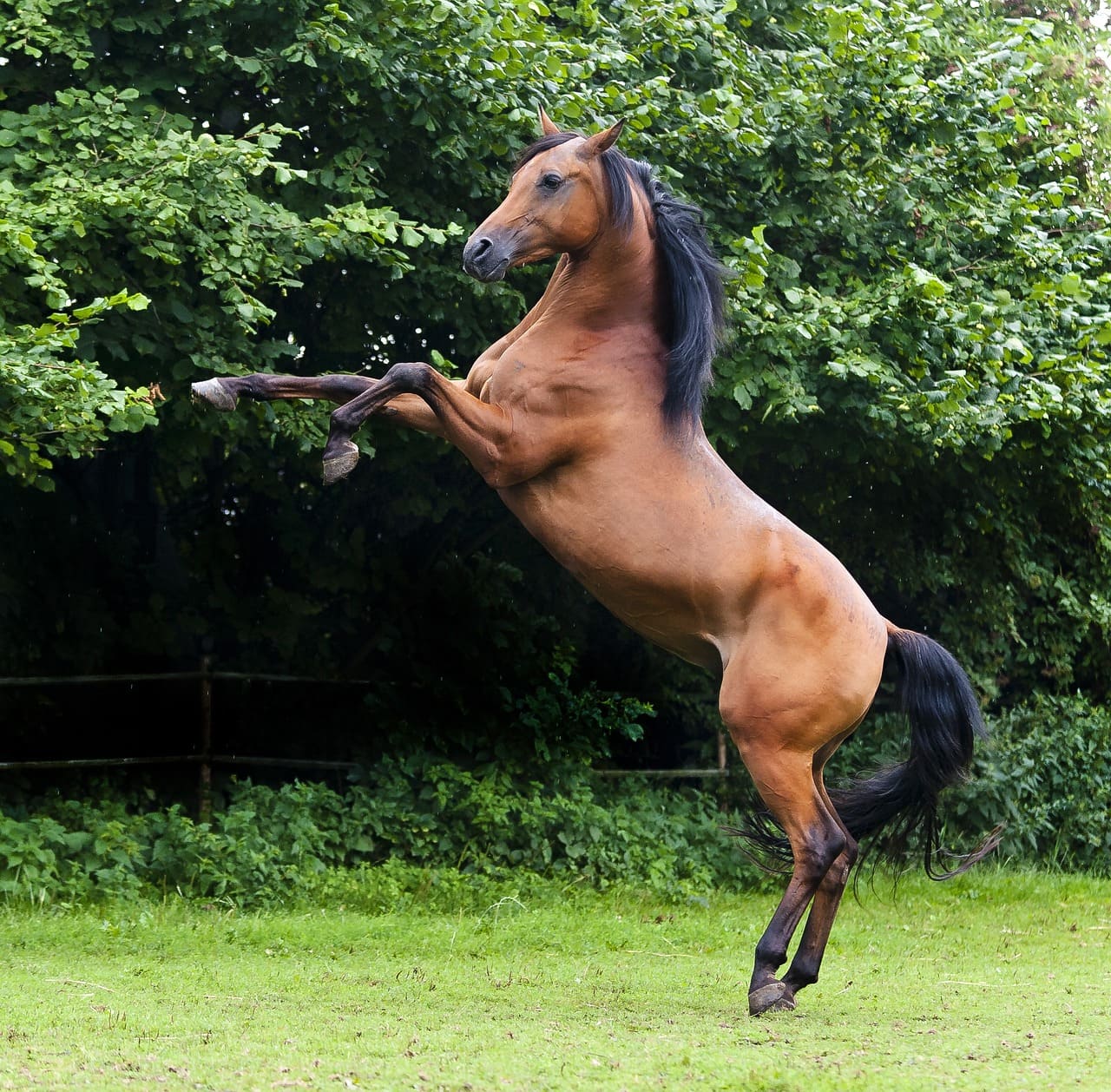 Standard di bellezza del cavallo arabo