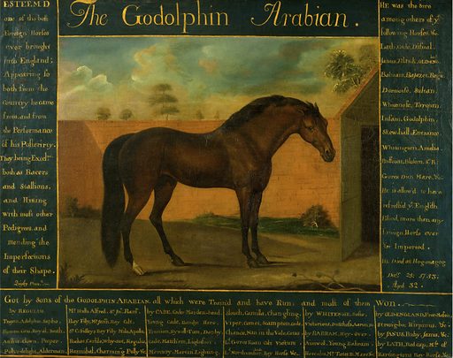 illustrazione del cavallo arabo Godolphin