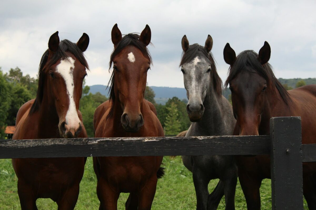 Gruppo di cavalli al pascolo