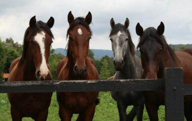 Gruppo di cavalli al pascolo