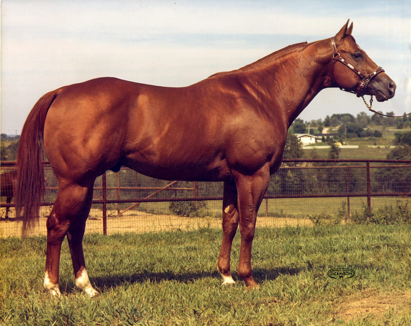 Impressive American quarter horse