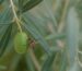 Combattere la mosca dell'olivo con metodi naturali