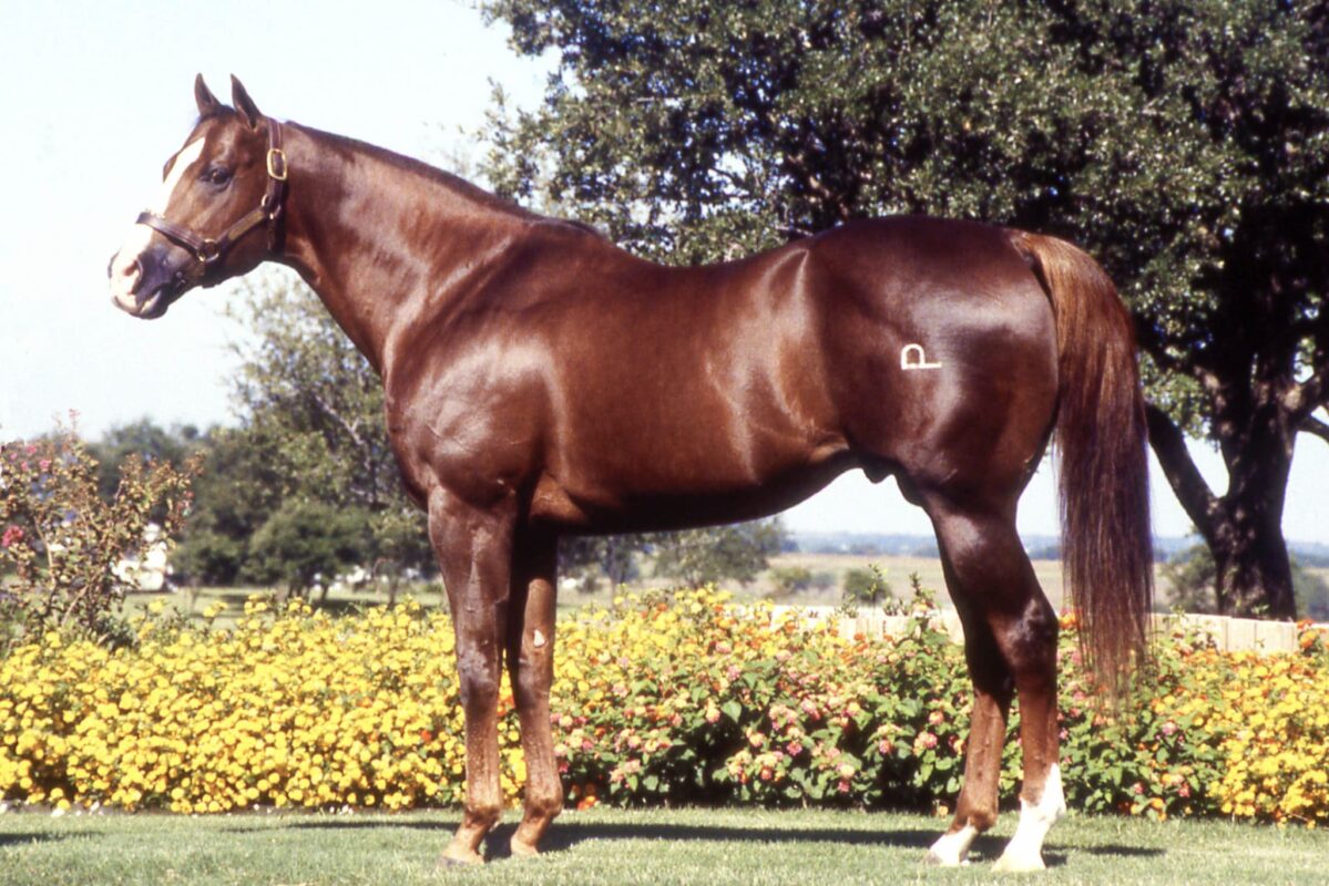 Dash for cash stallone AQHA