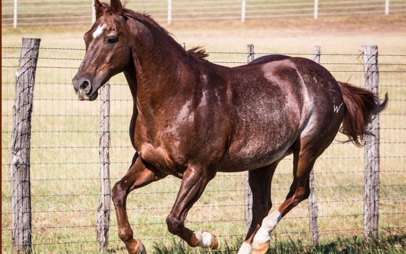 High brow cat stallone quarter horse