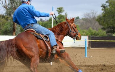 Linee di sangue del quarter horse moderno
