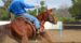 Linee di sangue del quarter horse moderno