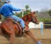 Linee di sangue del quarter horse moderno