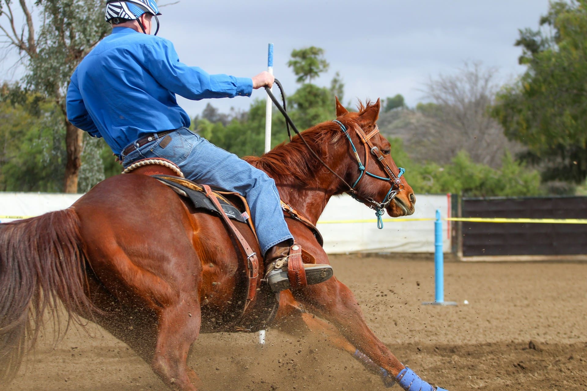 Linee di sangue del quarter horse moderno