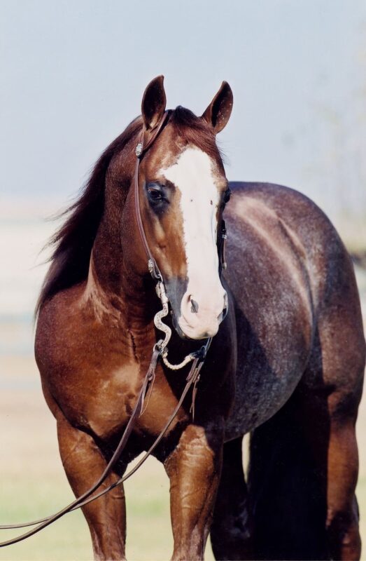 Smart Chic Olena stallone quarter horse