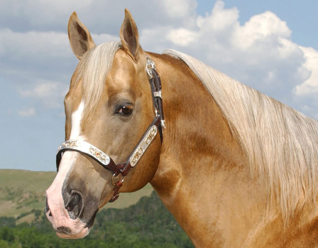 frenchmans guy stallone AQHA