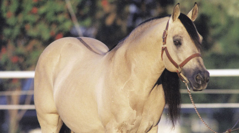 hollywood dun it quarter horse