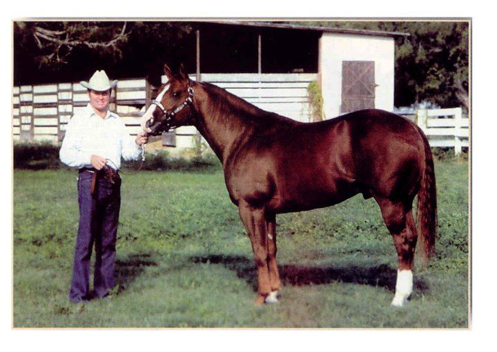 peppy san badger stallone AQHA