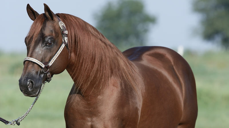 topsail-whiz AQHA