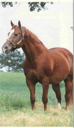zippo pine bar quarter horse